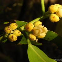 Diospyros malabarica (Desr.) Kostel.